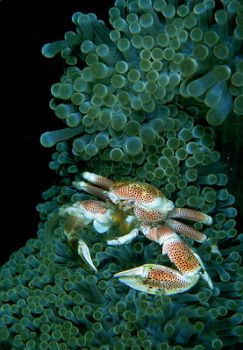 crab / kbr / indonesia . f100 &105mm . by Greg Grant 